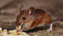 24 Hour & Emergency Exterminators in General Electric Co, PA